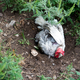 Chicken rolling around in the dirt