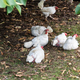 Chickens in the shade