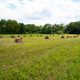 Hay Bales on the grass