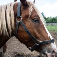 Horse Face Close-up