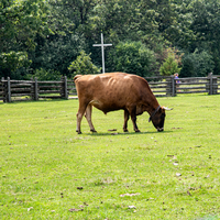 Large Cow eating the grass