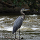 Blue Heron waiting for a fish