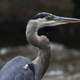 Close Up of Blue Heron