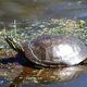 Close  Up of turtle