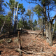 Fallen Trees on the hiking trail