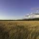 Field with long grass with sky and clouds and trees landscape at Quincy Bluff, Wisconsin