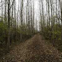 Forest Corridor with Trees