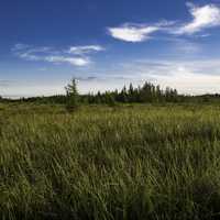 Grassy Marsh Landscape