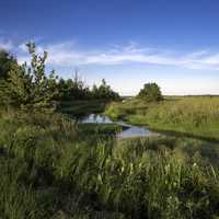 Marsh Landscape with tall grasses at Meadow Valley