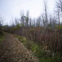 Path with leaves and trees