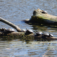 Several turtles sitting on a log in Camrock County Park