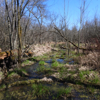 Swampy landscape at Camrock County Park
