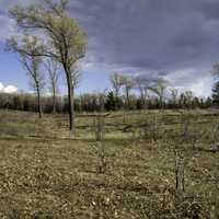 Trees in the clouds at Quincy Bluff, Wisconsin