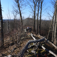 Twisted Fallen Trees on the Hiking Trail