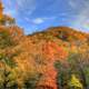 Autumn forest with trees in Perrot State Park, Wisconsin