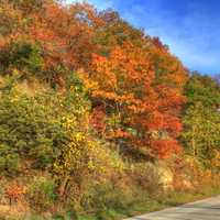 Autumn leaves on the bluffs at Perrot State Park, Wisconsin