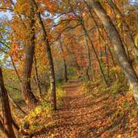 Forested hiking path at Perrot State Park, Wisconsin