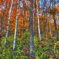 Tall trees in the forest in Perrot State Park, Wisconsin