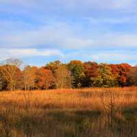 Treeline across the fields at Perrot State Park, Wisconsin