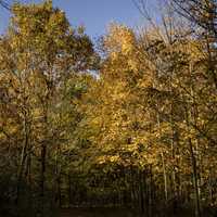 Autumn tree corridor at Pike Lake State Park, Wisconsin