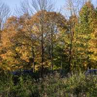 Tree Foliage and autumn colors at Pike Lake State Park, Wisconsin