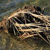 Plant in water at Pike Lake State Park, Wisconsin