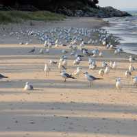 Birds on the beach at Point Beach State Park, Wisconsin