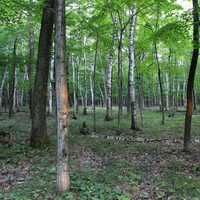 Forest at Potawatomi State Park, Wisconsin