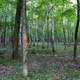 Forest at Potawatomi State Park, Wisconsin