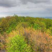 Close up of trees at Rib Mountain State Park, Wisconsin