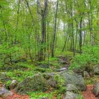 Forest, trail, and stairs at Rib Mountain State Park, Wisconsin