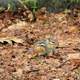 Small Chipmunk at Rib Mountain State Park, Wisconsin