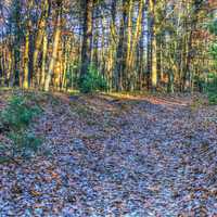 Woodland Path at Roche-A-Cri State Park, Wisconsin