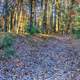 Woodland Path at Roche-A-Cri State Park, Wisconsin