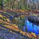 Forest and Stream at Roche-A-Cri State Park