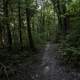 Green wooded forest path at Rocky Arbor State Park