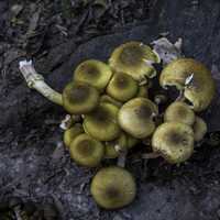 Group of Mushrooms next to tree stump