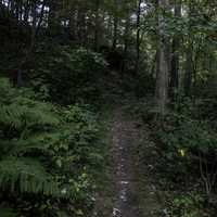 Hiking Trail Up the Hill at Rocky Arbor State Park