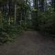 Pine Trees and Woods Hiking Path 