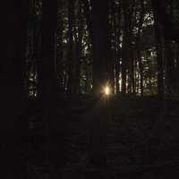 Sunlight piercing through the woods