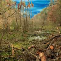 Swampland at Rocky Arbor State Park, Wisconsin