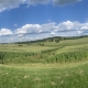 Panoramic of Wisconsin Cornfield