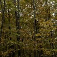 Autumn Forest and trees