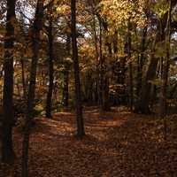 Autumn Forests Full of Foliage at Pewit's Nest, Wisconsin