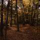 Autumn Forests Full of Foliage at Pewit's Nest, Wisconsin