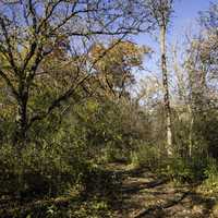 Autumn Trees and Leaves in Morton County Forest in Wisconsin