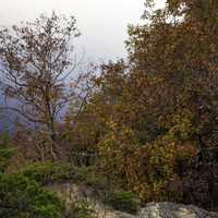 Beautiful Autumn Foliage at Ferry Bluff, Wisconsin