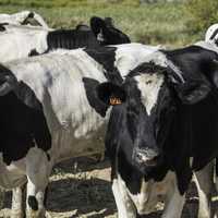 Black and White Cows