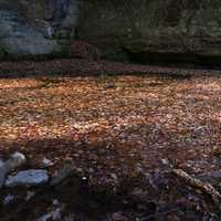 Blanket of leaves on the water at Pewit's Nest, Wisconsin