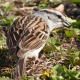 Chipping Sparrow carrying twig